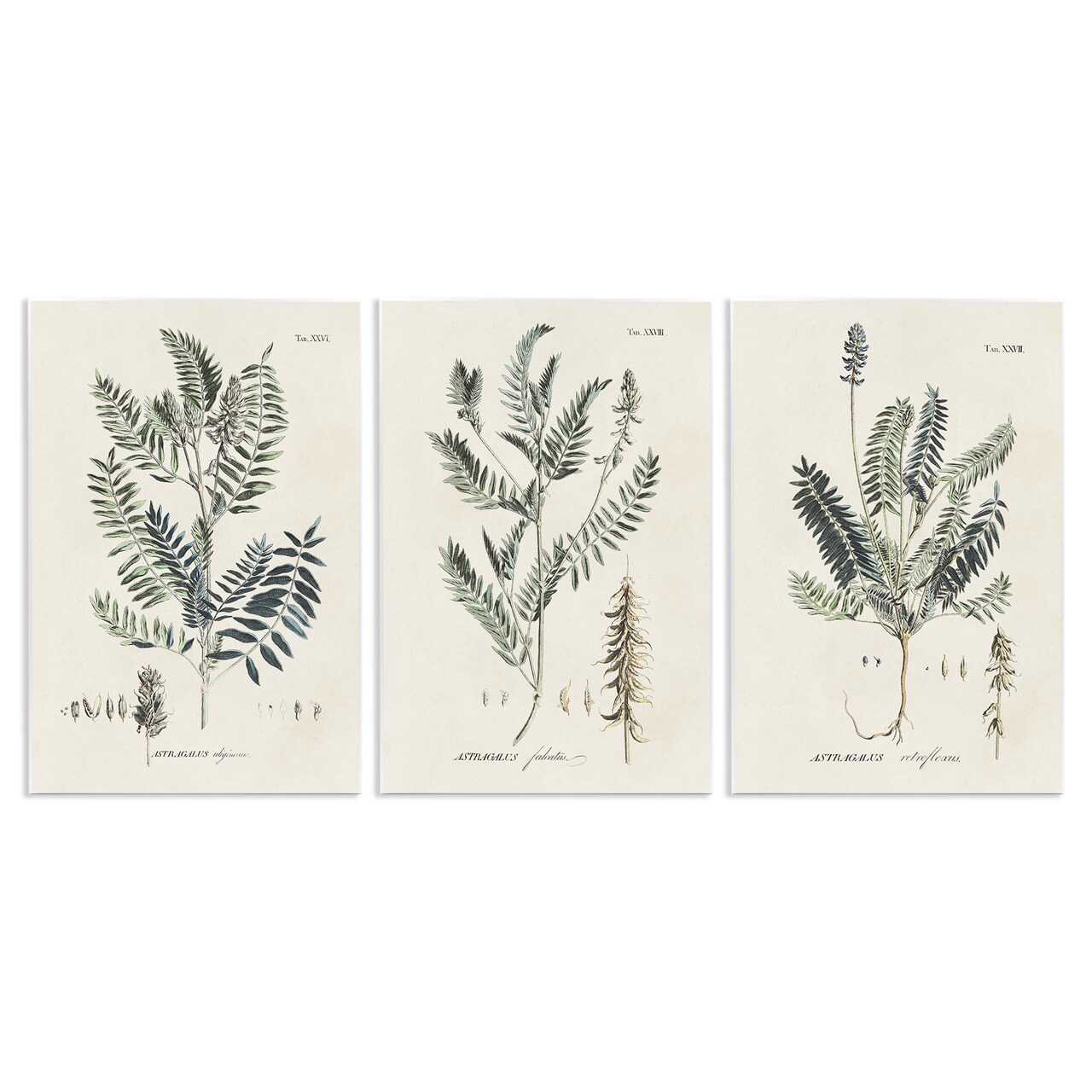 Stupell Industries Green Botanical Latin Study Wall Plaque Art